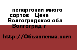  пеларгонии много сортов › Цена ­ 100 - Волгоградская обл., Волгоград г.  »    